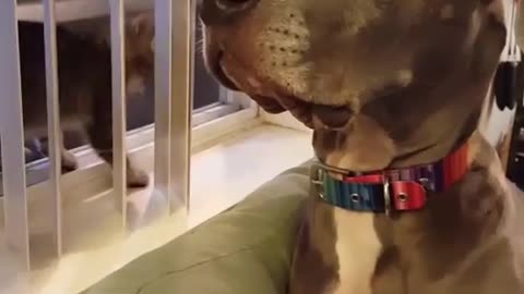 Great Dane Has Funniest Reaction To Being Booped On The Nose By A Tiny Kitten