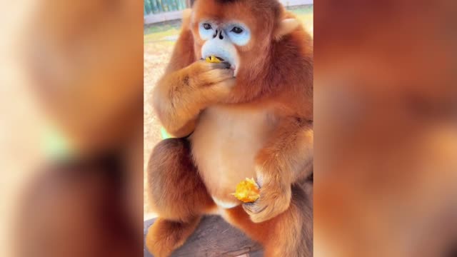 Golden snub-nosed monkey begging for food