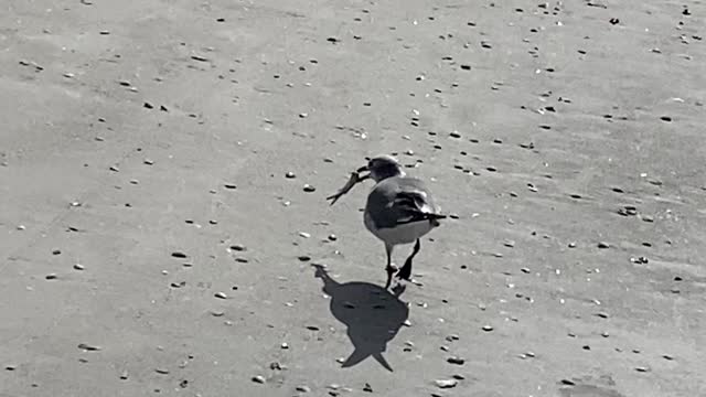 Seagull snack