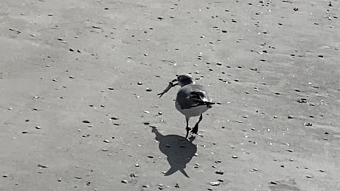 Seagull snack