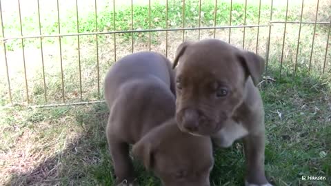 pit bull being strict to her puppies