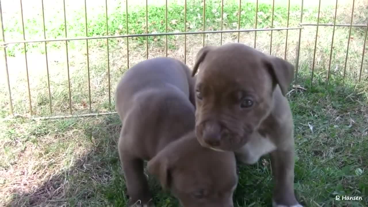 pit bull being strict to her puppies