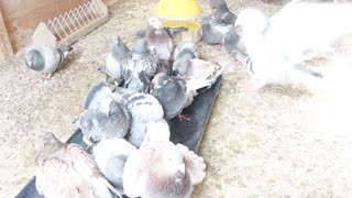 Young birds Bathing in the loft .