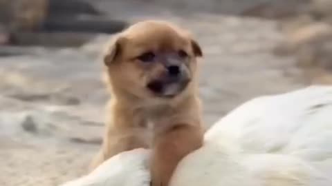 Dog and duck fraindship video