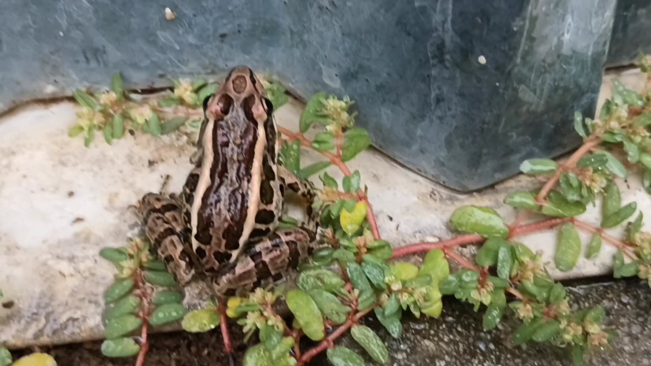 Pickerel Frog