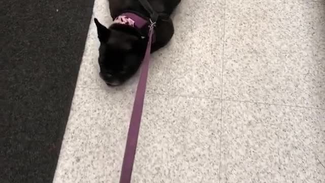 Black dog getting dragged by leash