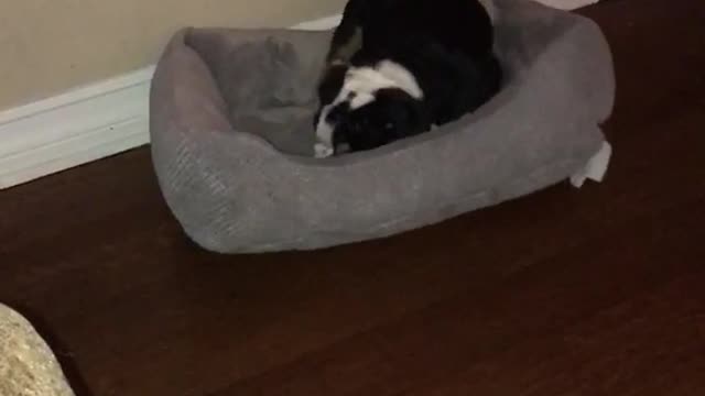 Black puppy dog chews on grey bed in dark