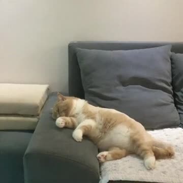 What is he dreaming about?