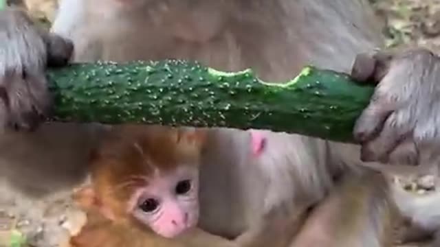 Funny monkey eating cucumber