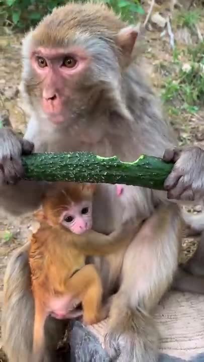 Funny monkey eating cucumber