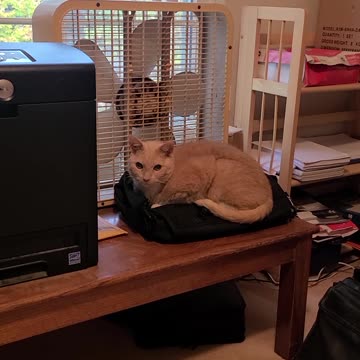 Flipper the Cat: Episode 2 The Briefcase