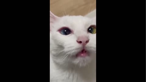 MEOW!| Cats meowing so innocently | Watch these cute cats trying to talk | Cute Pets Kingdom