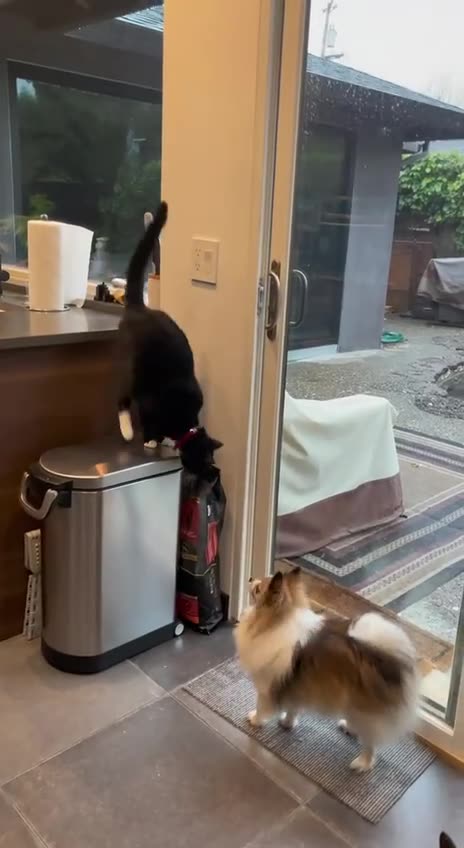 Yup. It was the cat that let the dogs out 😂😂