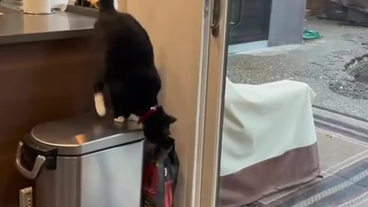 Yup. It was the cat that let the dogs out 😂😂