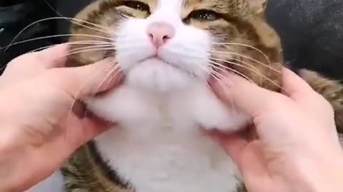 Pulling my cat cheeks to see reaction