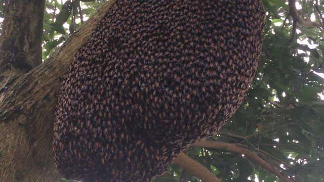 Honeybees Mesmerizing Defensive Wave