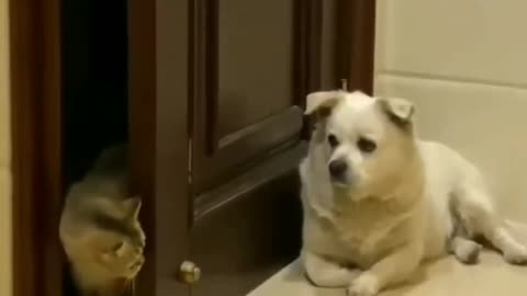 Funny cats and dogs