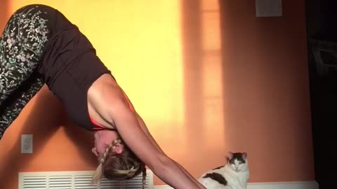 White cat keep bothering girl while she is trying to stretch