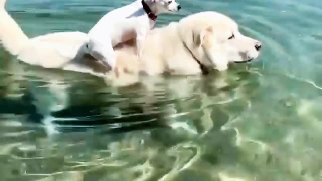 The elder brother is crossing the pond with the younger brother on his shoulder.