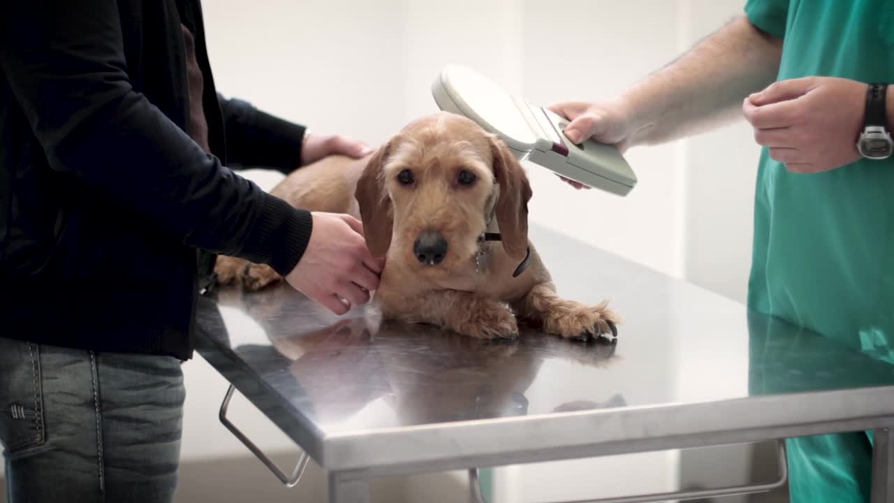 The dog is being checked by a veterinarian