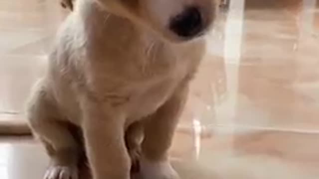 would you put this audio for your puppy to hear?