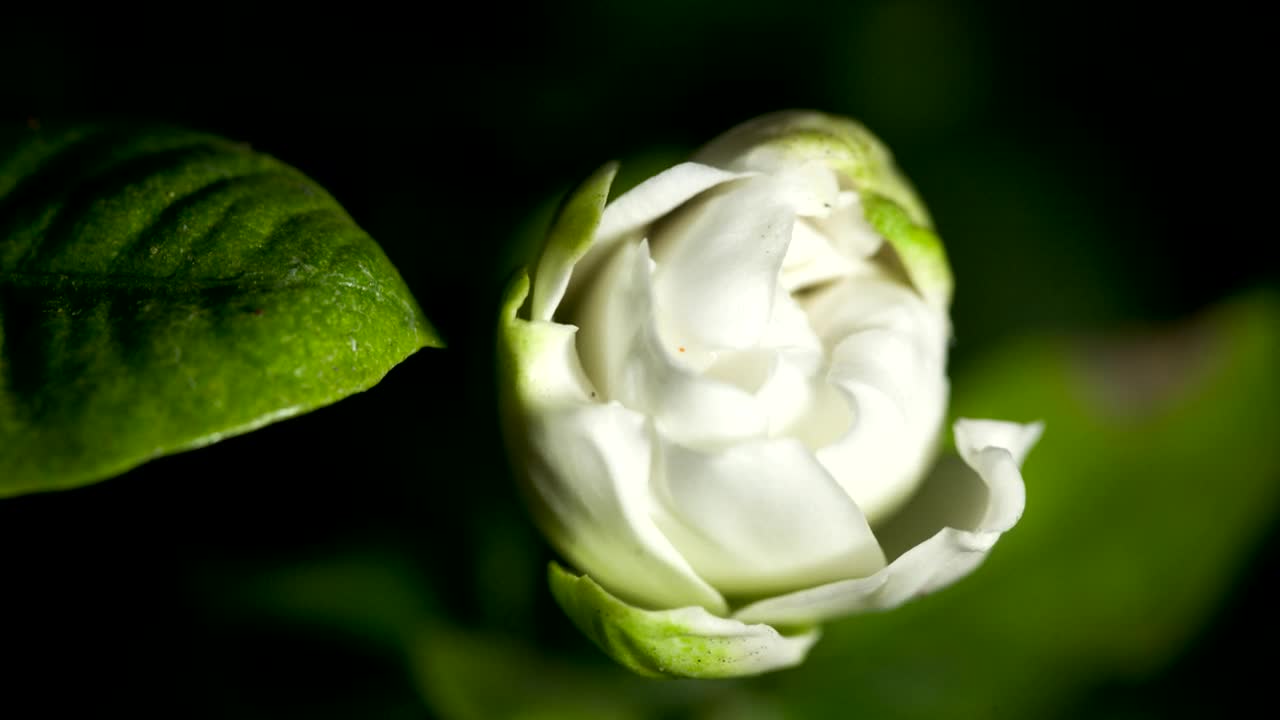 White gardenia opening time lapse