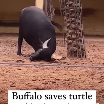 Buffalo Rescued turtle why looking happy