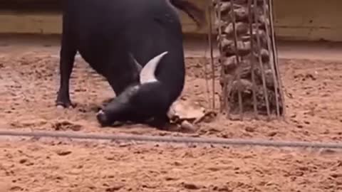 Buffalo Rescued turtle why looking happy