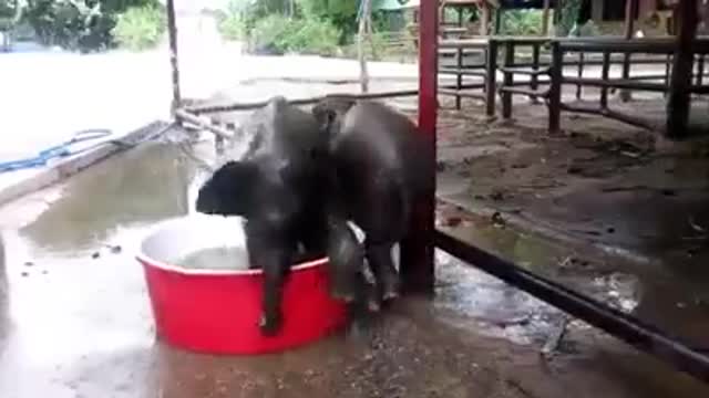 Baby elephant adorably take bath and enjoy