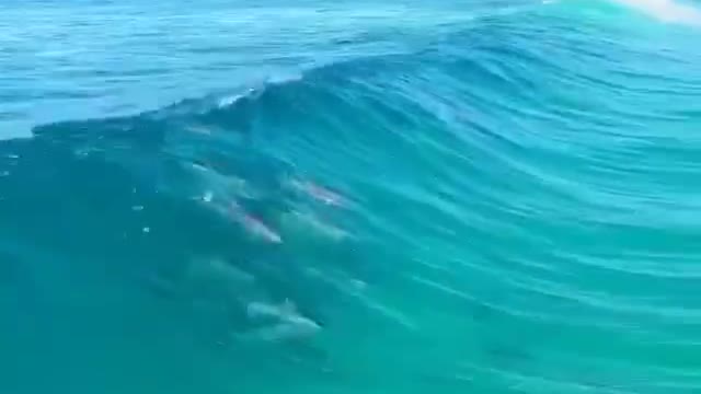 Dolphins Play In Waves Happy Good Vibes