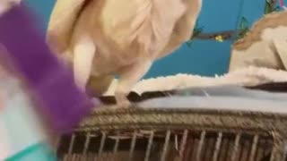 Hilarious Cockatoo Can't Open Peanuts