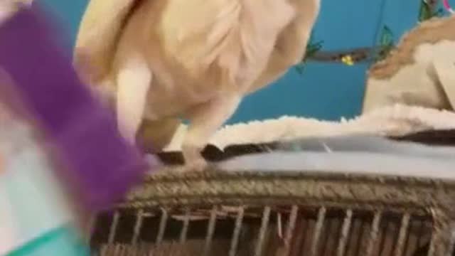 Hilarious Cockatoo Can't Open Peanuts