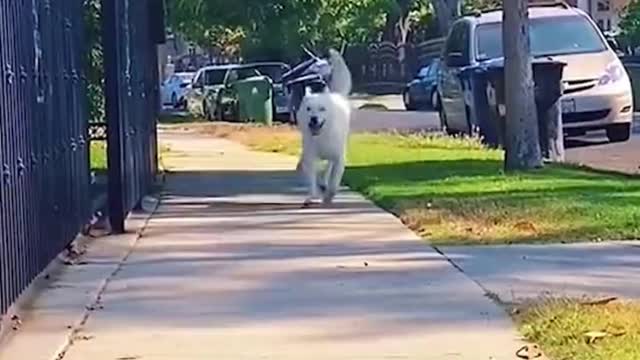 How happy will dogs be when they see their owners!?