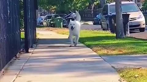 How happy will dogs be when they see their owners!?