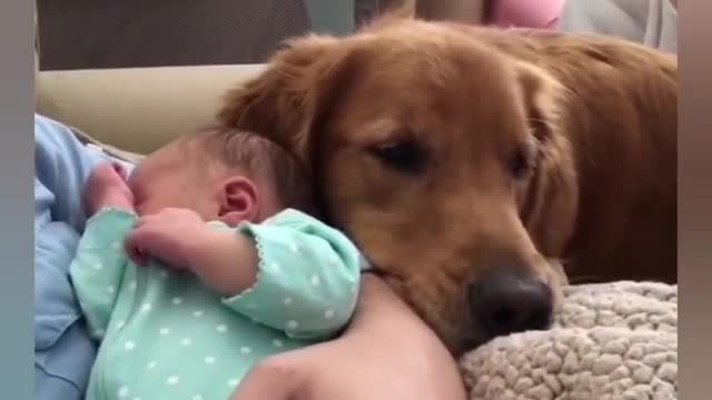 Cute Dog's With Cute Babies [ Compilation 2021 ] Lovely and Fun