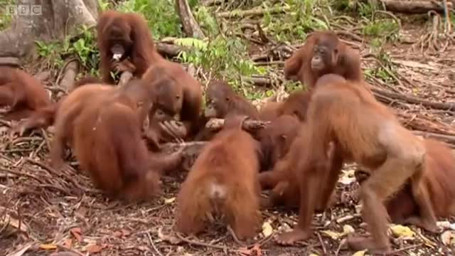 Noddy's First Day at School | Orangutan Diary | BBC Earth