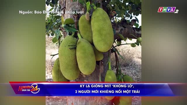 Kỳ lạ giống mít "khổng lồ", 2 người vất vả mới khiêng được một quả