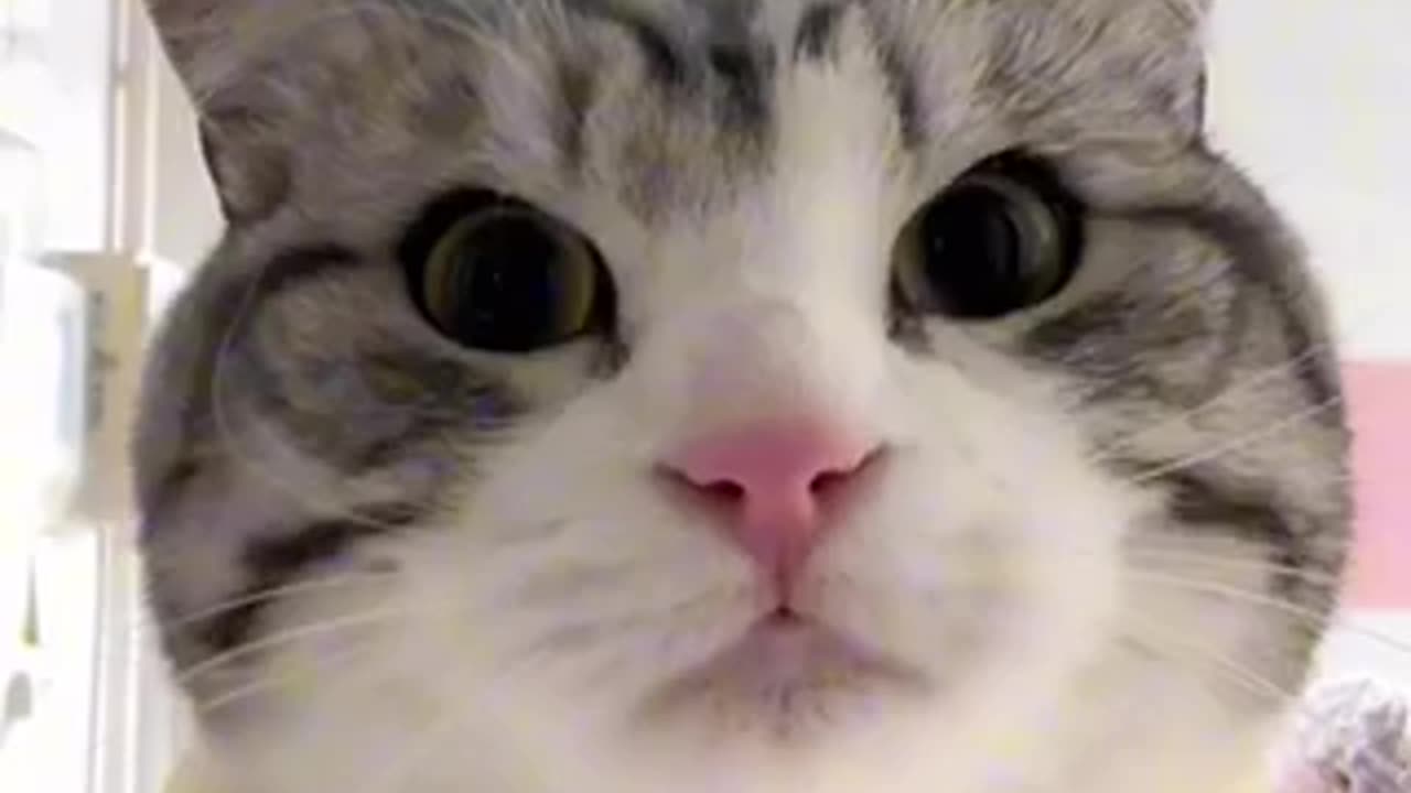 Amazing cat 🐈 trending video