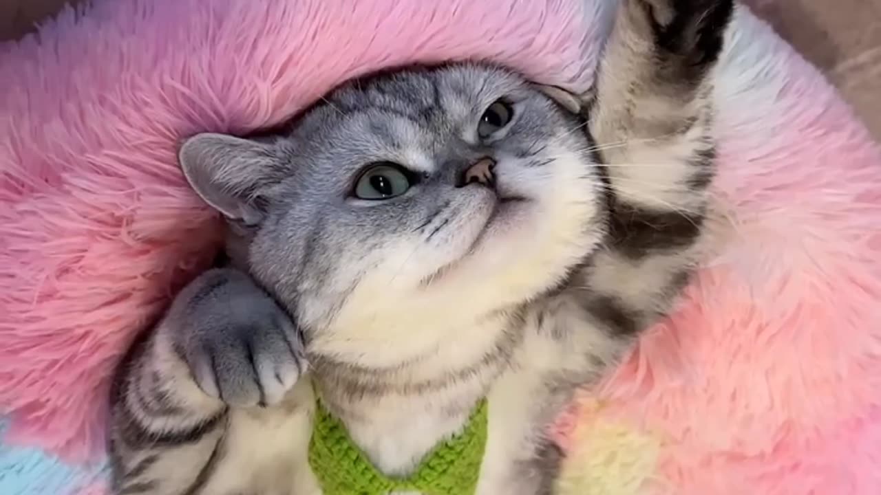 This cat is relax 🤩😸