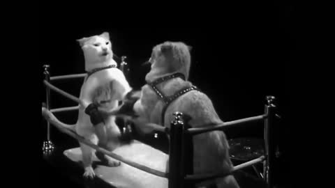 Cats is fighter