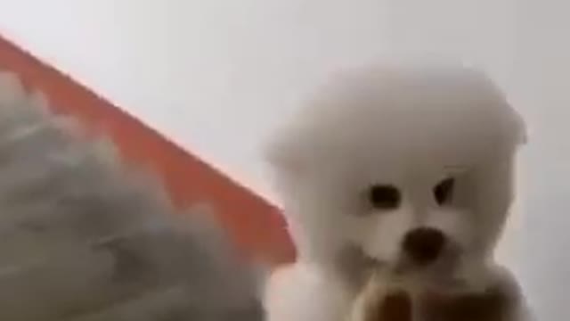 new video very funny dog video 2021