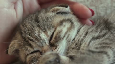 Cute kitten Sleeping kitten