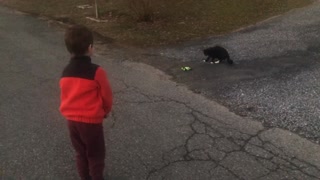 Curious kitty not so sure about remote control car