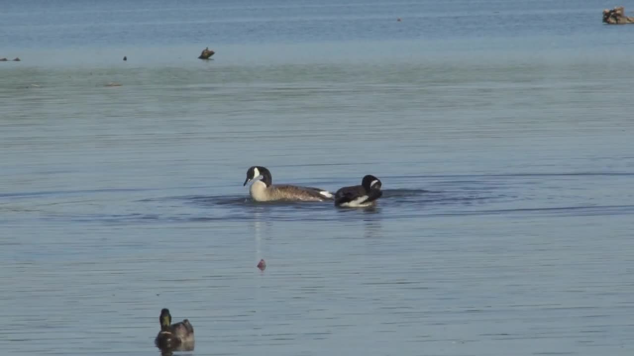 Ducks Birds Mallard - Northern pintail Duck - Goose Geese Swimming on White Rock Lake Dalla