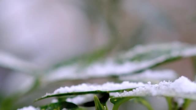 SNOW FALL ON LEAF