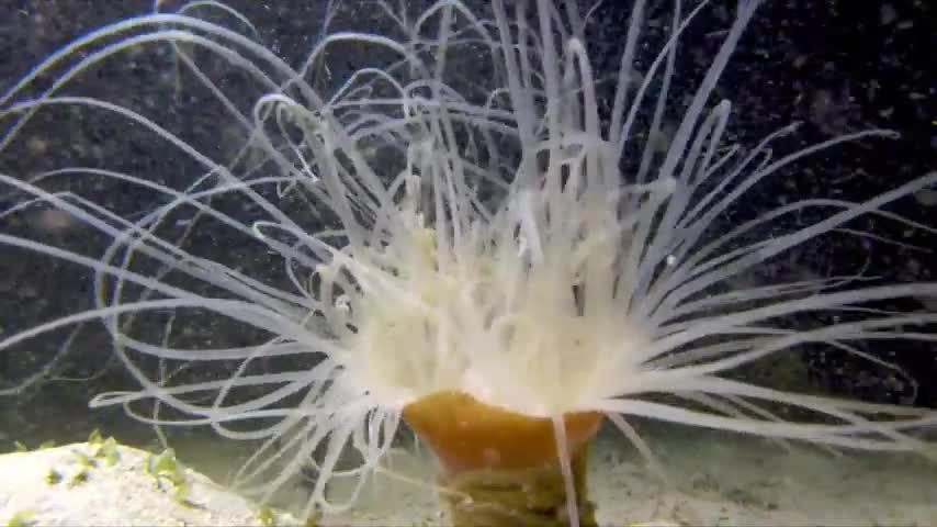 Tonga's mysterious & beautiful ocean after dark is full of strange life.