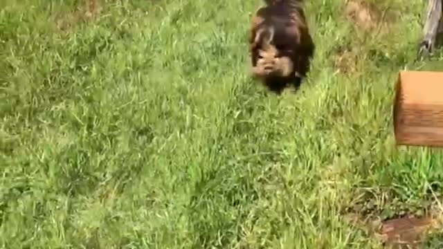 A group of little pigs are playing