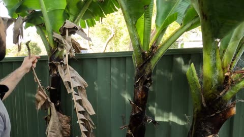 Tidying up the banana stems