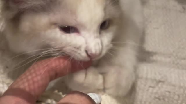 Maybe cute cats like to bite