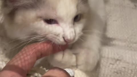 Maybe cute cats like to bite